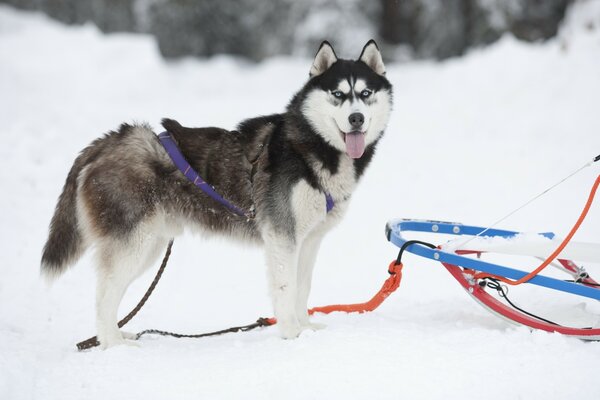 Cane Husky nella neve al guinzaglio