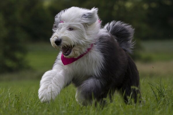 Happy mood on a walk with a puppy