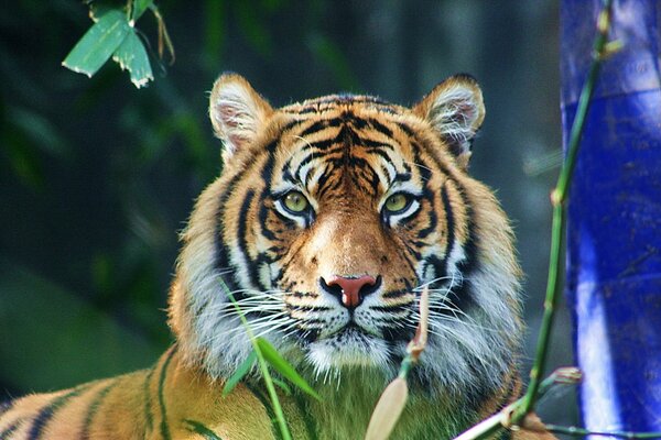 Guapo tigre en el fondo de la naturaleza