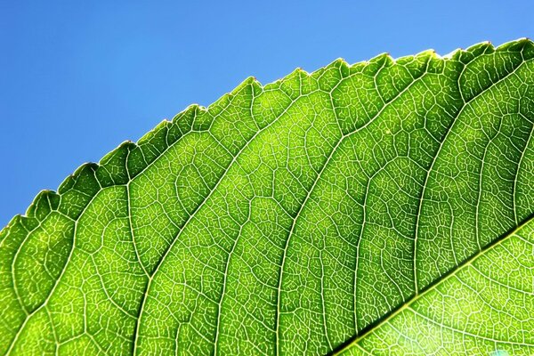 Vene e bordi intagliati su una foglia verde