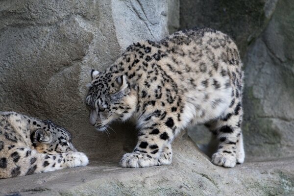 Les chats sauvages se reposent sur les rochers