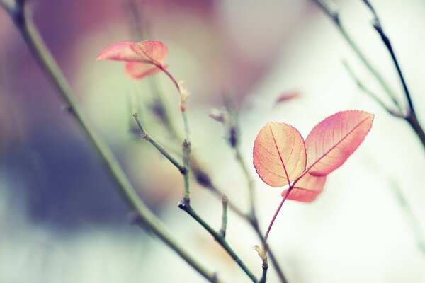 Peu de feuilles rouges sur une branche