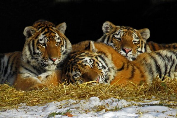 Urlaub tigern auf dem Heu