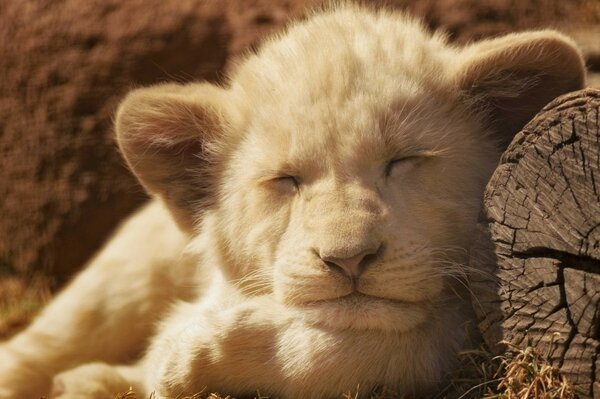 El cachorro de León duerme Dulcemente bajo el sol