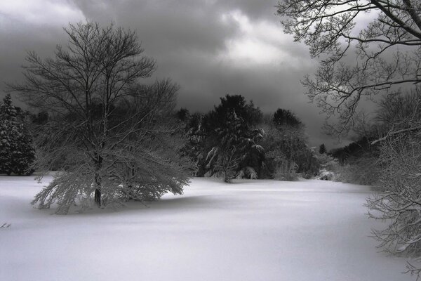 Winter trees in the snow