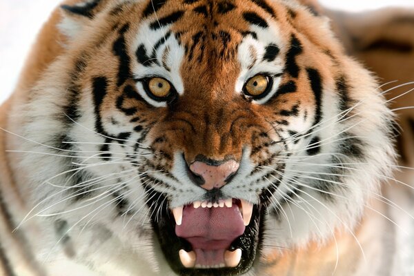 The head of the snarling Amur tiger on the full screen