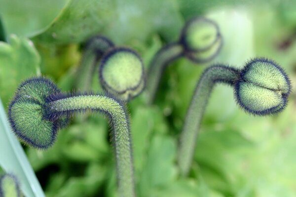 Green plants with thorns