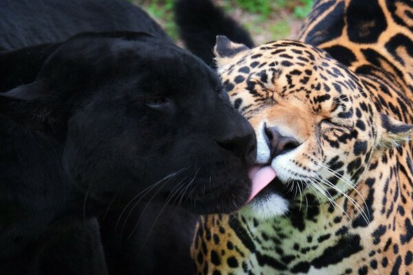 La relation entre le Jaguar noir et la panthère