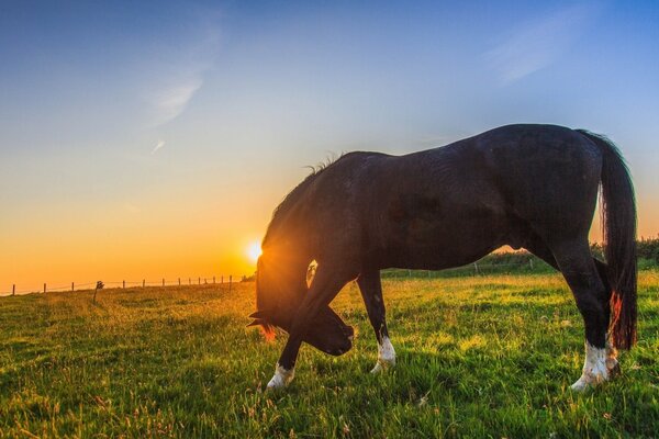 Grazing horse on the background of the setting sun