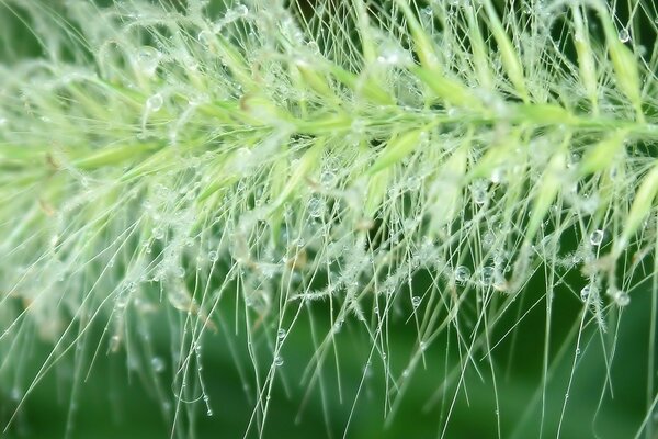 Wassertropfen auf Grüns