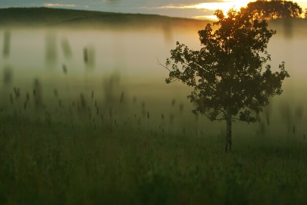 Césped y hierba en la niebla de la tarde