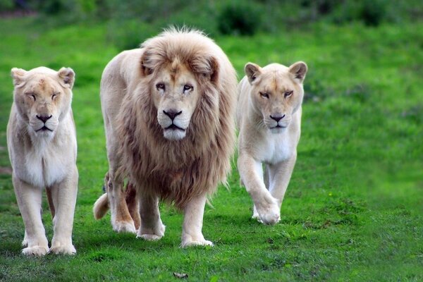 Lion Pride dans la nature