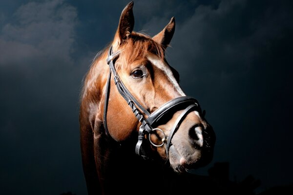 Cavallo baio su sfondo scuro