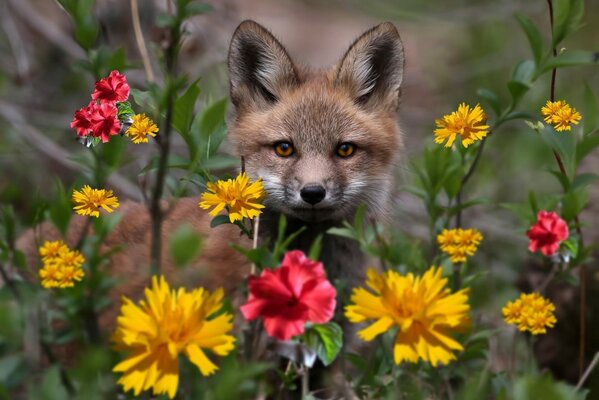 Fuchs Foto Thema Wald m Natur