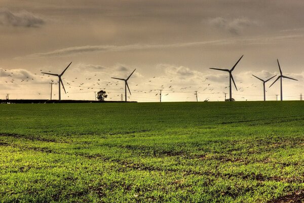 Molinos de viento en el campo con aves