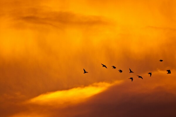 Hintergrund des Vogels am Himmel Minimalismus