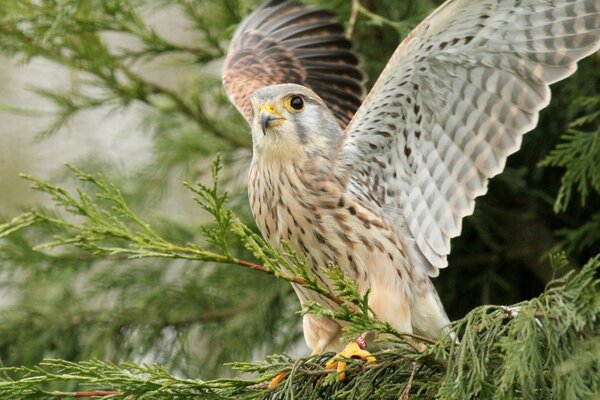 The flap of the wings of a bird of prey