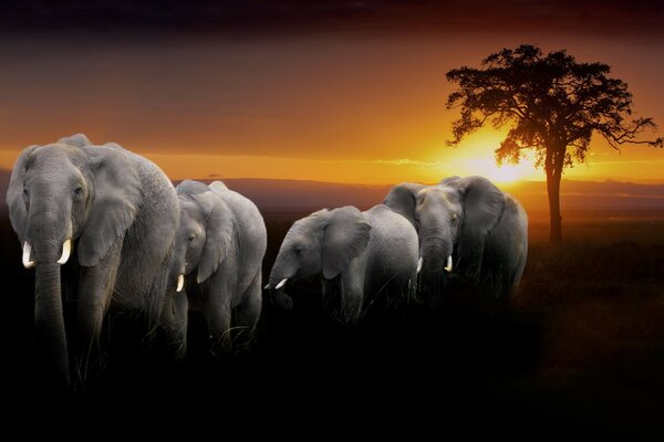 Graceful elephants at Sunset