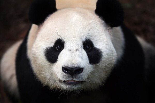 A smiling panda with a cute look