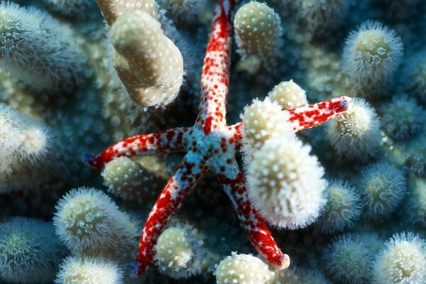 The starfish lies on the corals