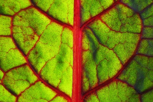 Image macro d une feuille verte avec des veines rouges