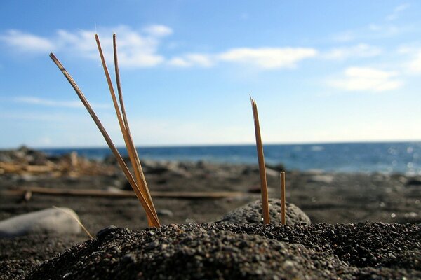 Desktop wallpaper sticks in the sand