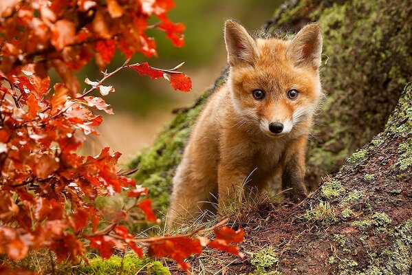 Cute fox cub among the autumn forest