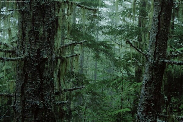 Trees in the fog in the thicket