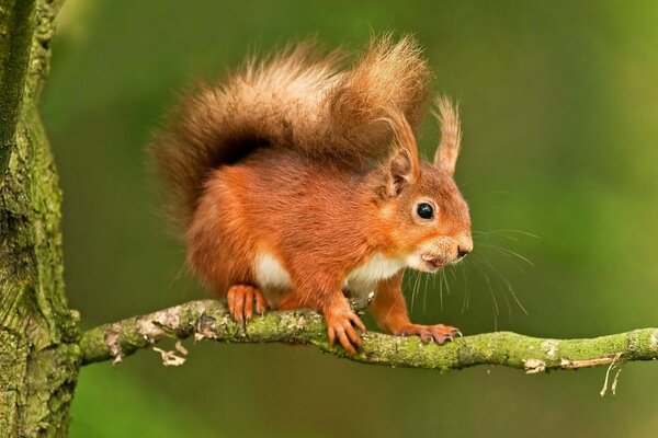 A red squirrel is sitting on a tree branch