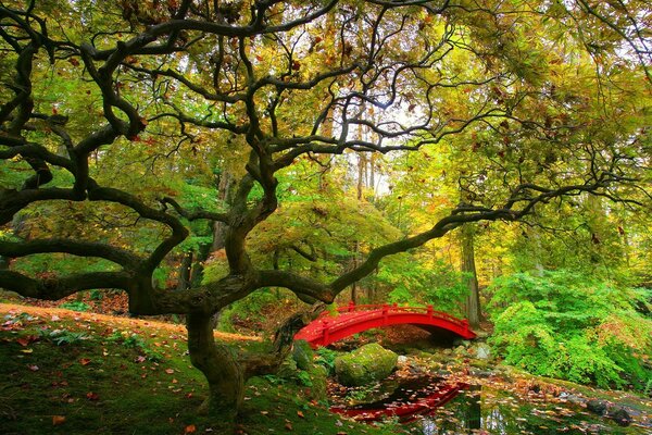 Ein Baum neben einer Brücke in New York