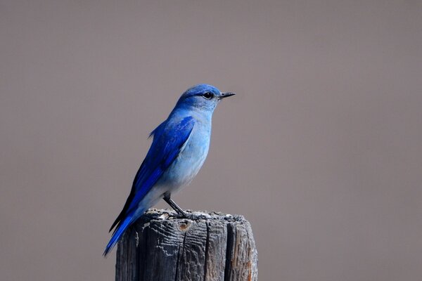 Pájaro azul sobre un tocón gris