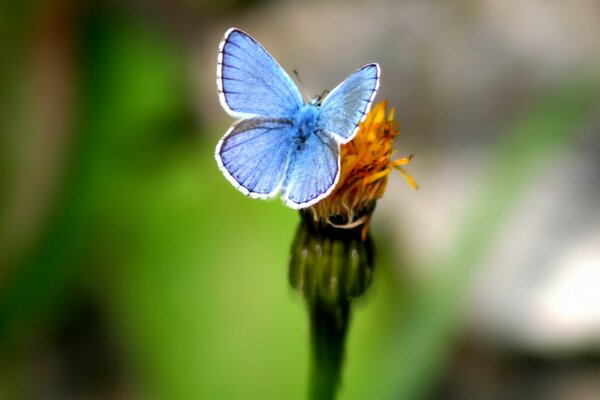 Farfalla sul fiore macro