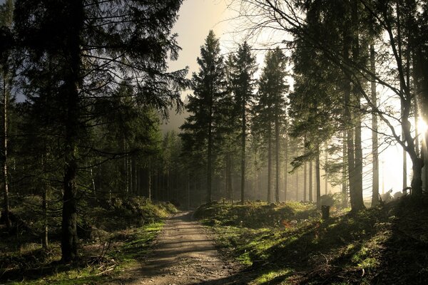 Le soleil illumine la route forestière. paysage