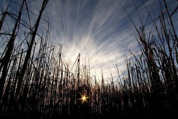 The sun coming through the grass