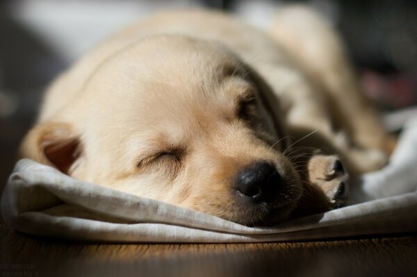 Chiot mignon dort sur un plaid