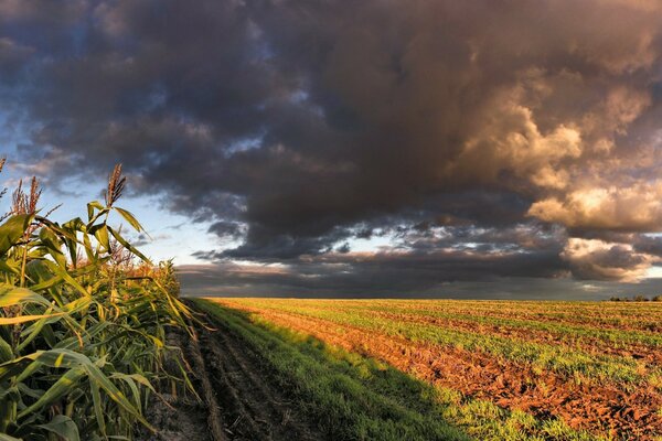 Cloudy sky over a cornfield