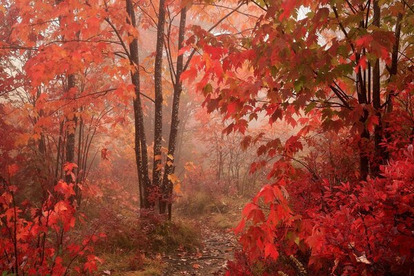 Árboles de otoño con hojas rojas