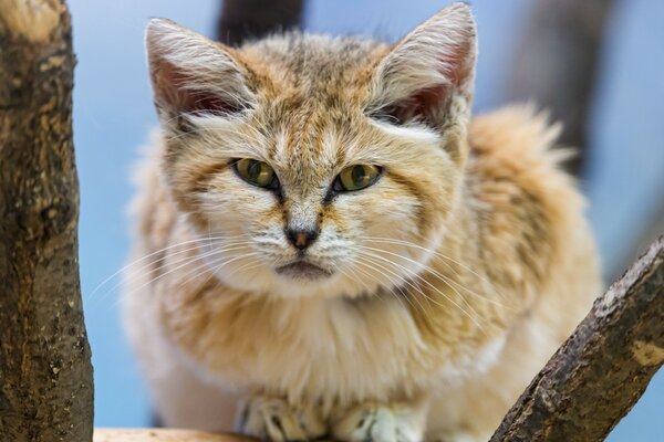 Un gato que se parece a un gato de arena