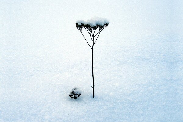 Der Stamm der Pflanze im Schnee