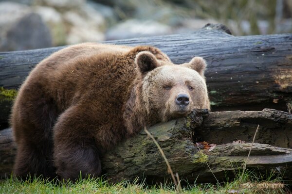 A brown bear is lying on a log