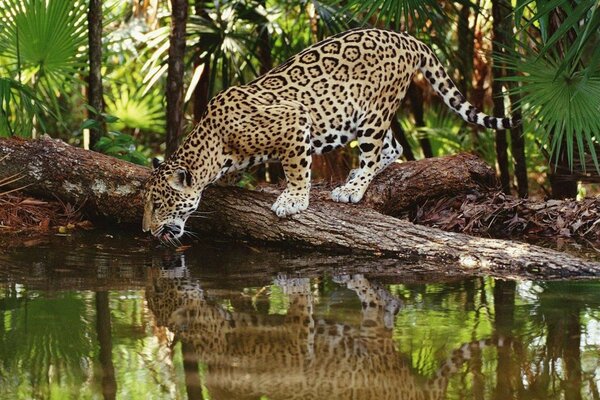 Большая хищная кошка на водопое