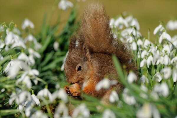 Eichhörnchen isst Nüsse unter Schneeglöckchen