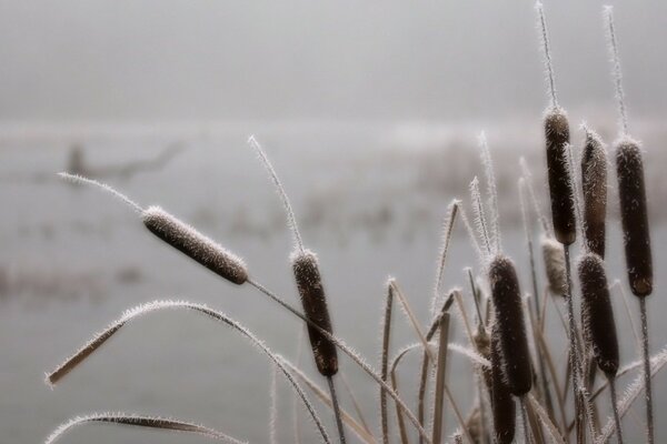 Schilf mit Frost im Nebel bedeckt