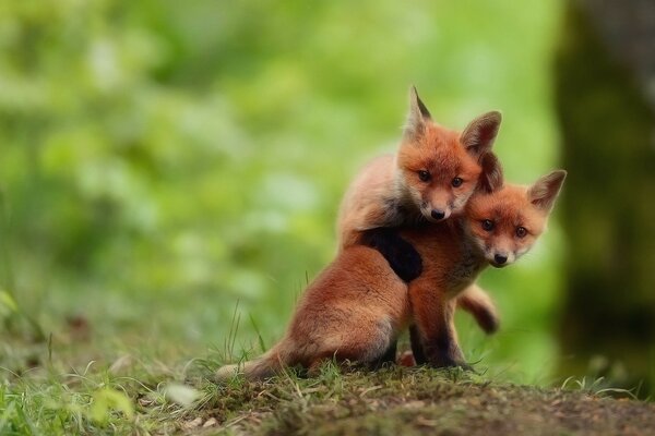 Two red fox cubs are sitting on the grass