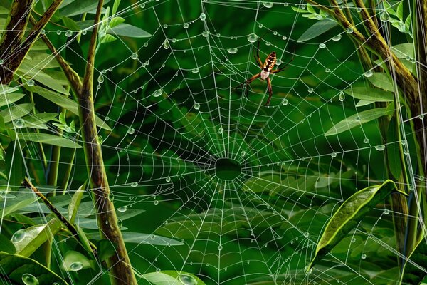 Ragno in una ragnatela su uno sfondo di foglie verdi