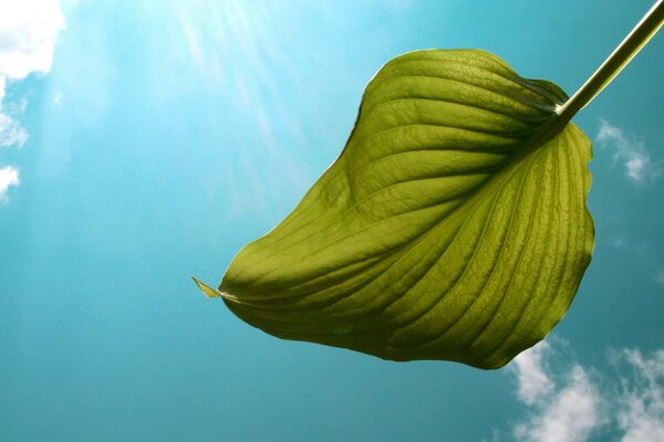 Una hoja verde contra un cielo despejado