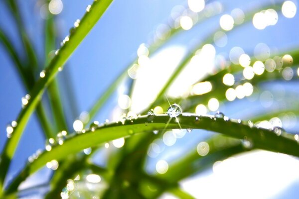 Dew drops on the leaves