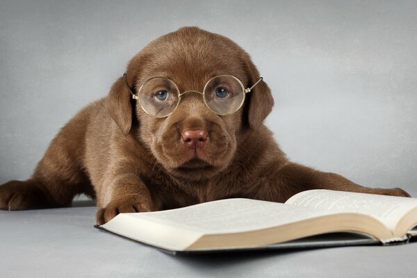 Labrador inteligente amigo del hombre