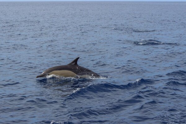 Dolphin among the blue waves