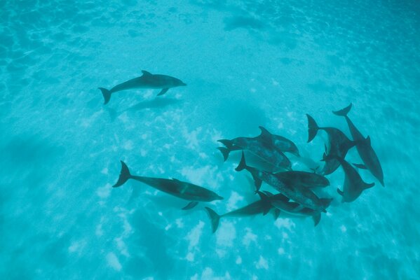 Eine Herde von tummelnden Delfinen im seichten Wasser